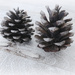 Pine Cones by kjarn