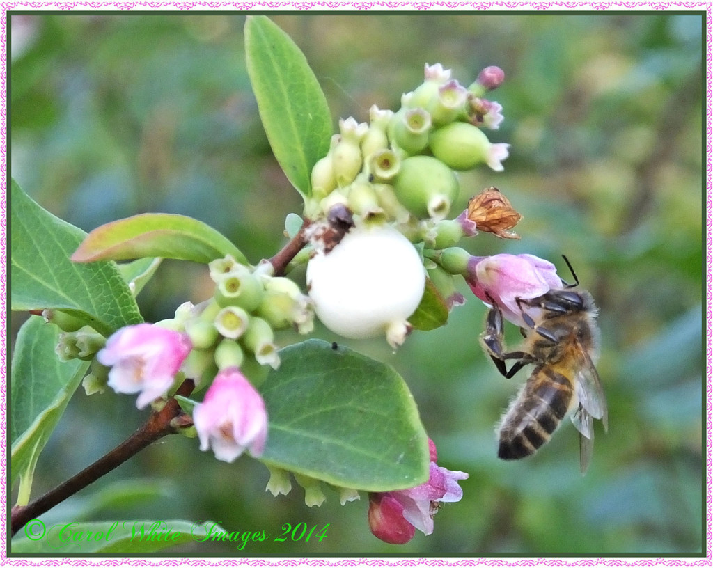 Bee,Berries And Blossom by carolmw