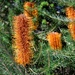 Would you like a Banksia? by gigiflower