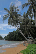 12th Sep 2014 - Pulau Sayak palms