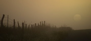 13th Sep 2014 - Foggy Fence, Smazy Sun