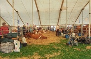 13th Sep 2014 - Cattle lines 2