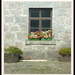 Glengarioch window by sarah19