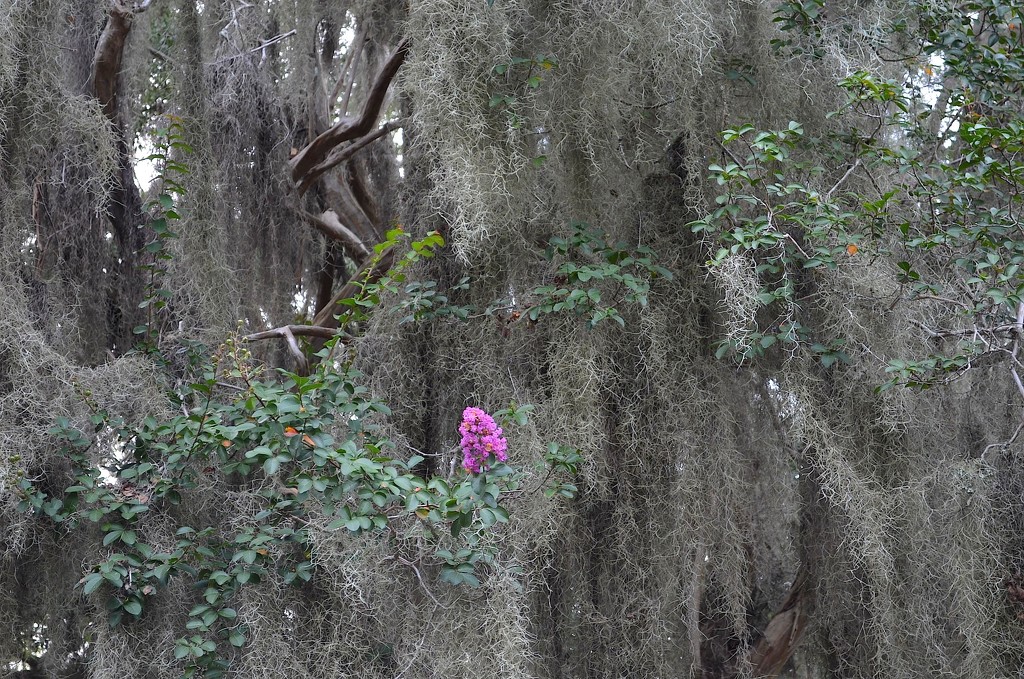 Spanish moss and crape myrtle bloom by congaree