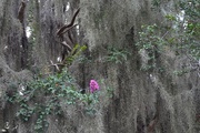 13th Sep 2014 - Spanish moss and crape myrtle bloom