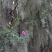 Spanish moss and crape myrtle bloom by congaree