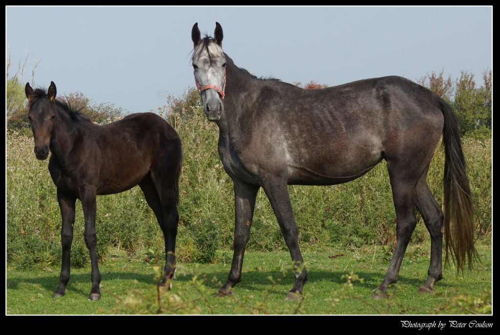 Mother and Foal by pcoulson