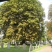 Horse Chestnuts in the Churchyard by foxes37