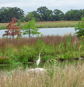 13th Sep 2014 - Great Egret by Lake and Trees 