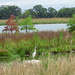 Great Egret by Lake and Trees  by rminer