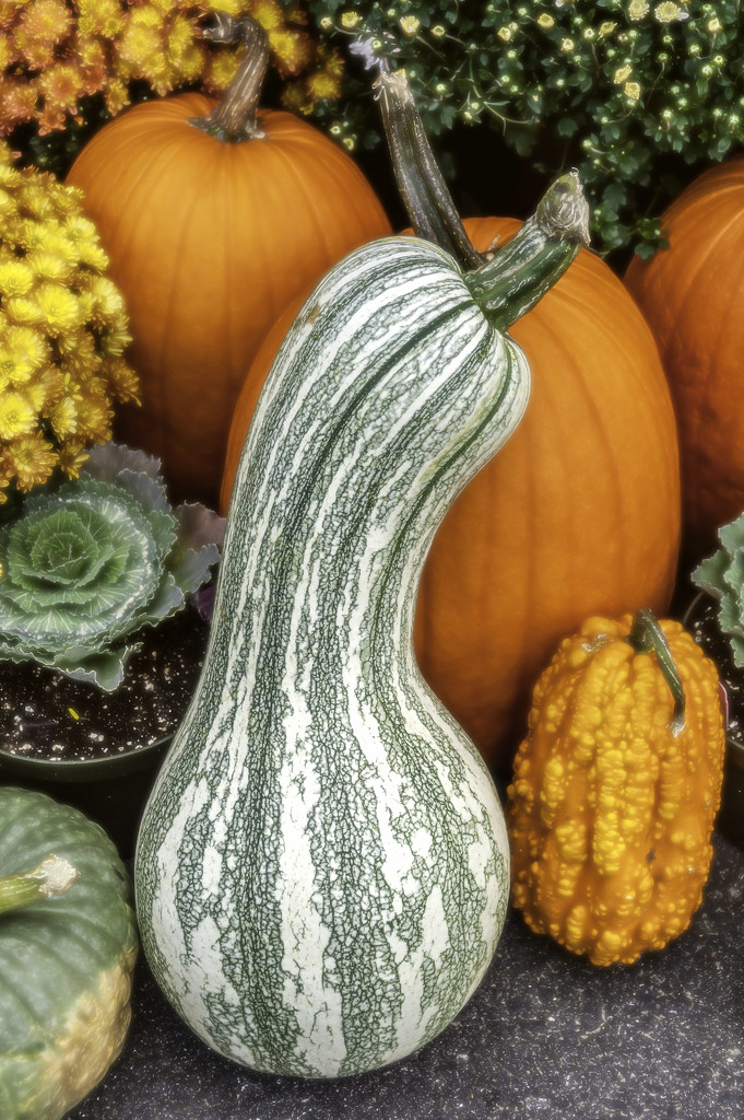 The squashes and pumpkins - fall is here! by joansmor