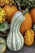 13th Sep 2014 - The squashes and pumpkins - fall is here!