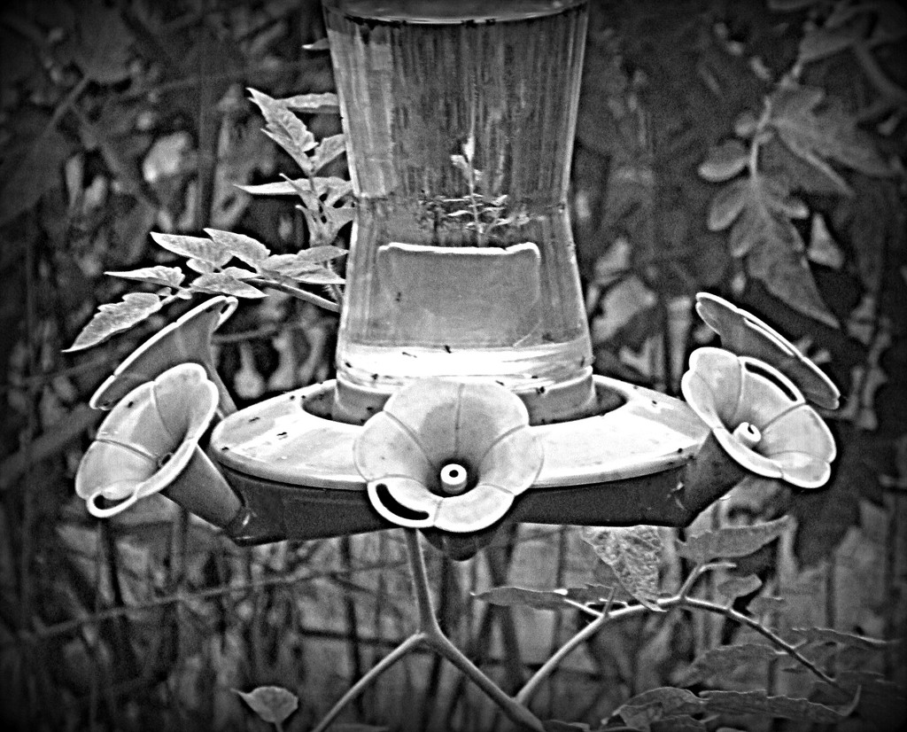 September 12: Tiny reflection inside hummingbird feeder by daisymiller