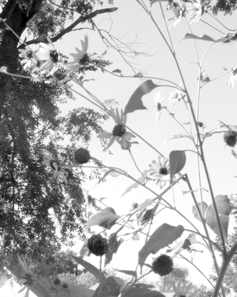 September 13: Mirror Sunflowers by daisymiller