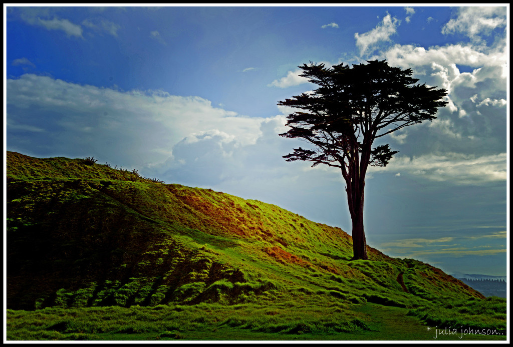 Mt Wellington... lone tree.. by julzmaioro