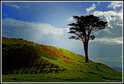 14th Sep 2014 - Mt Wellington... lone tree..
