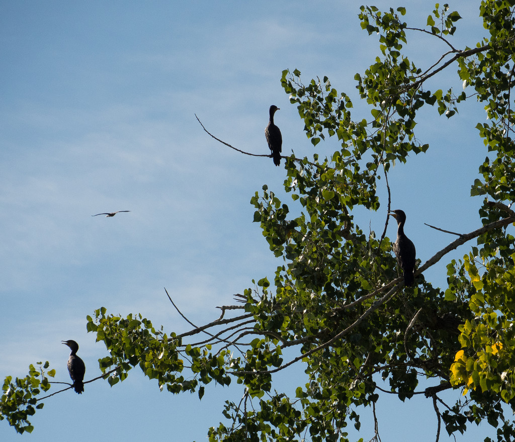 Cormorants on Watch by khrunner