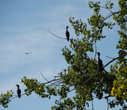 13th Sep 2014 - Cormorants on Watch