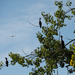 Cormorants on Watch by khrunner