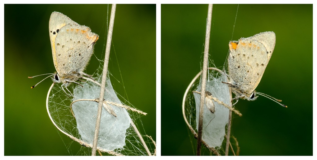 Two side of a butterfly - 13-09 by barrowlane