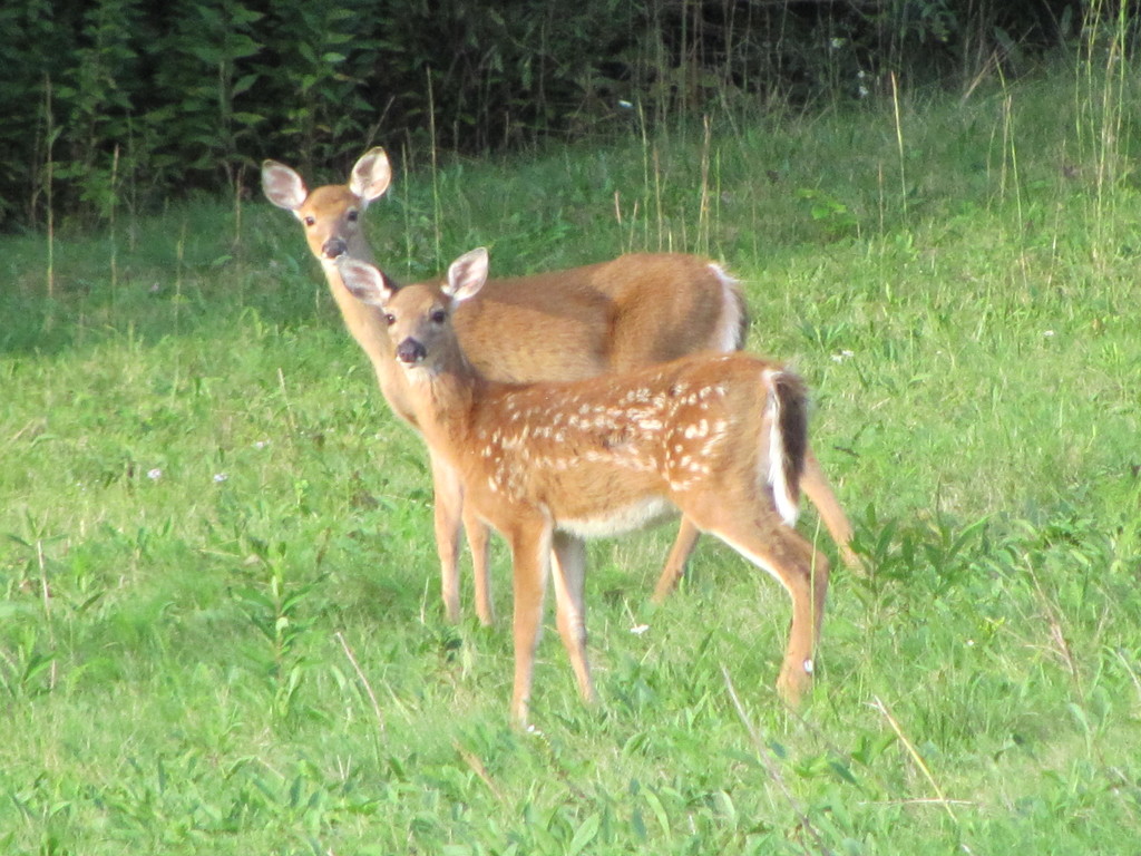Deer by julie