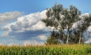 14th Sep 2014 - Pennsylvania cornfield