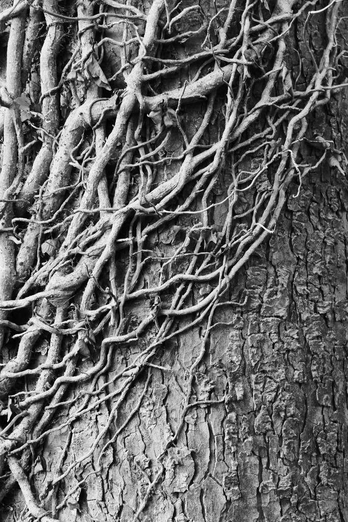 Ivy and Bark by motherjane