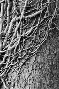 15th Sep 2014 - Ivy and Bark