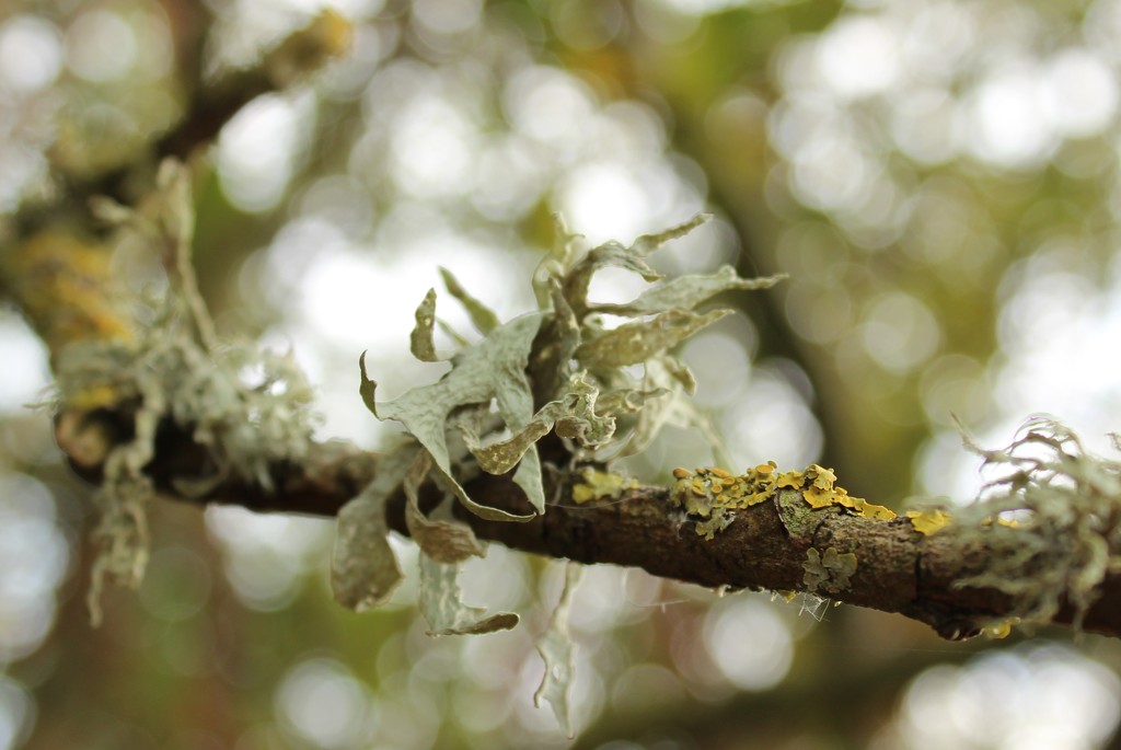 Sparkly Lichen .... (For Me...) by motherjane