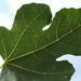   Under a Fig Leaf by wendyfrost