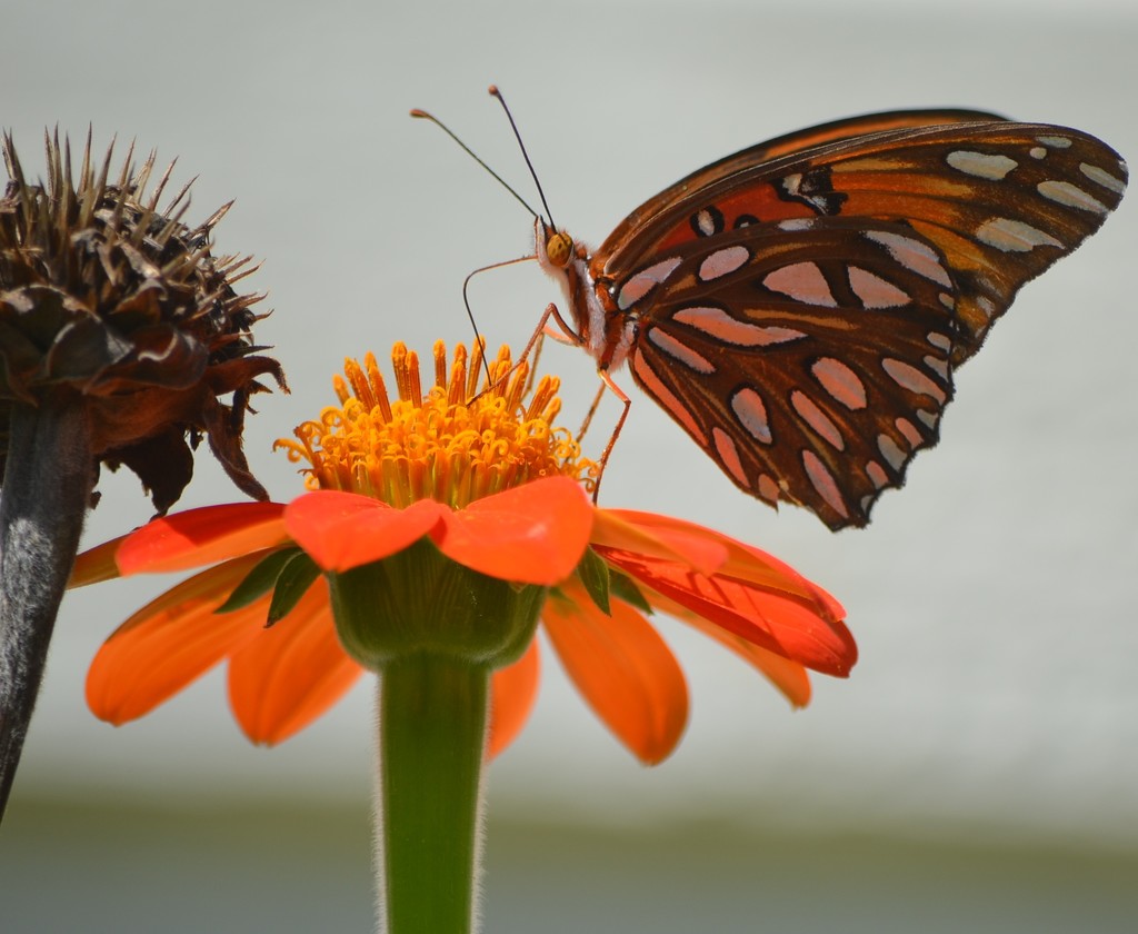 Butterfly and zinnia by congaree