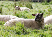 14th Sep 2014 - Sheep - 14-09