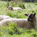 Sheep - 14-09 by barrowlane