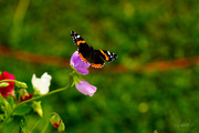 14th Sep 2014 - The Red Admiral on flowers