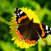 The Red Admiral on yellow flower by elisasaeter