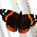 The Red Admiral on caravan wall by elisasaeter