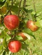13th Sep 2014 - Rosy apples.... 