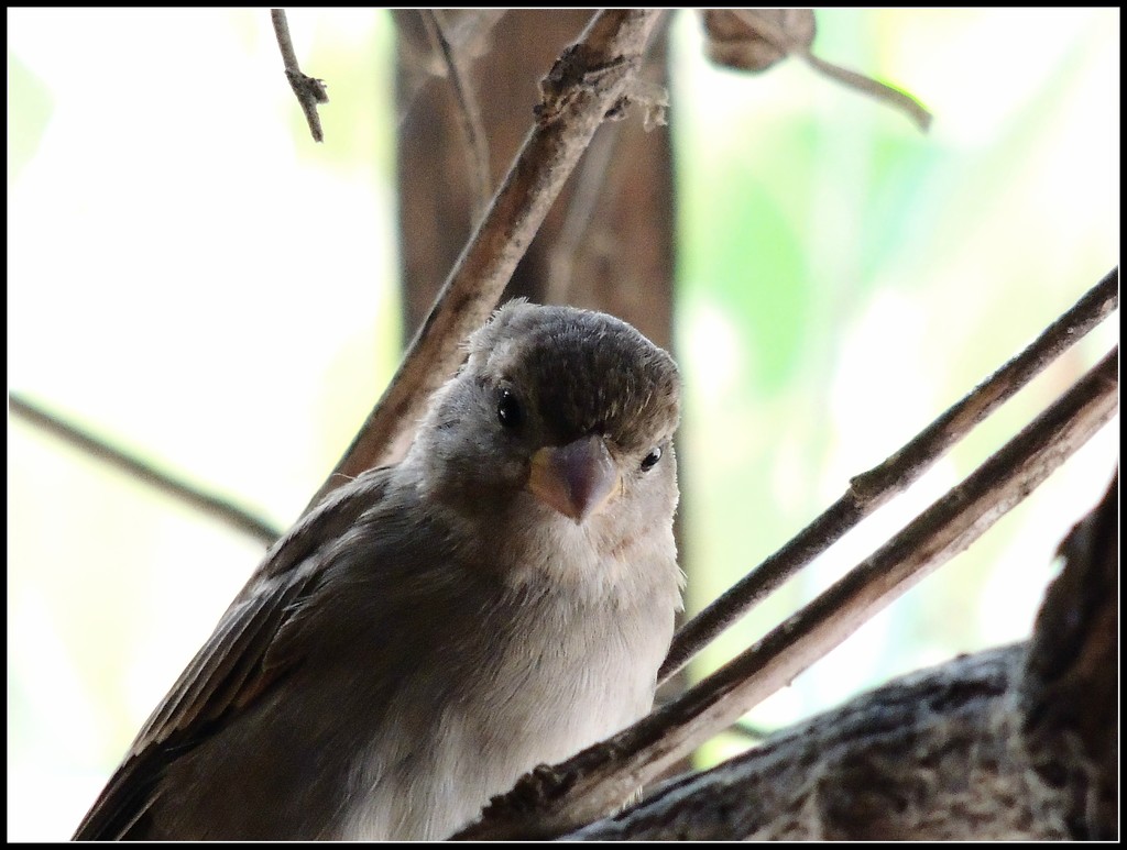 Spanish sparrow by rosiekind