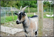 14th Sep 2014 - I quite fancy a goat