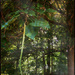 Catalpa Tree by essiesue