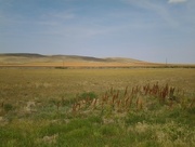 30th Aug 2014 - The beautiful prairies. Saskatchewan.