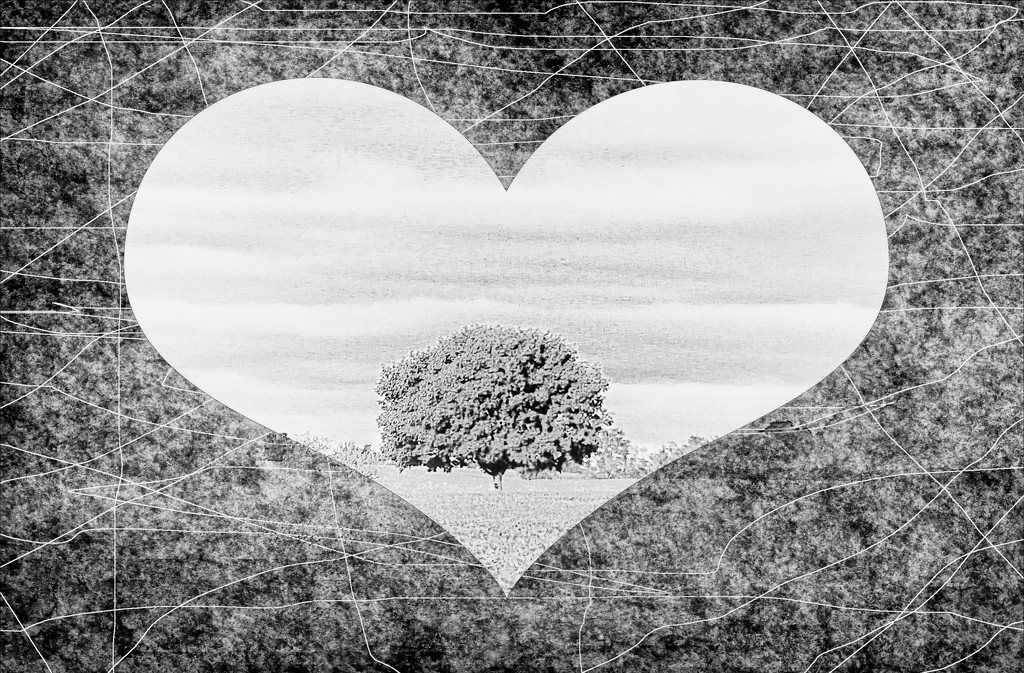 I Love Trees by digitalrn