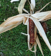 14th Sep 2014 - Decrotive Corn