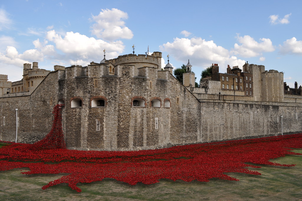Tower Poppies by andycoleborn