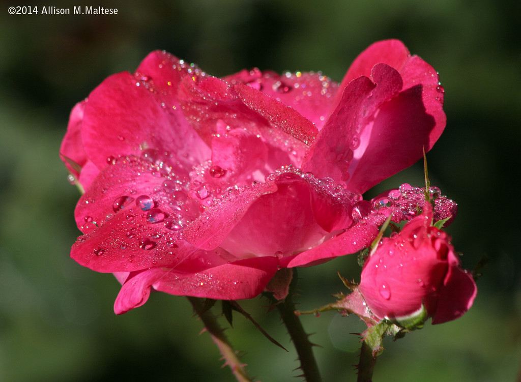 Rose after the Rain by falcon11