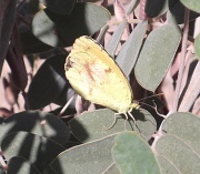 18th Oct 2010 - Pretty Yellow Butterfly