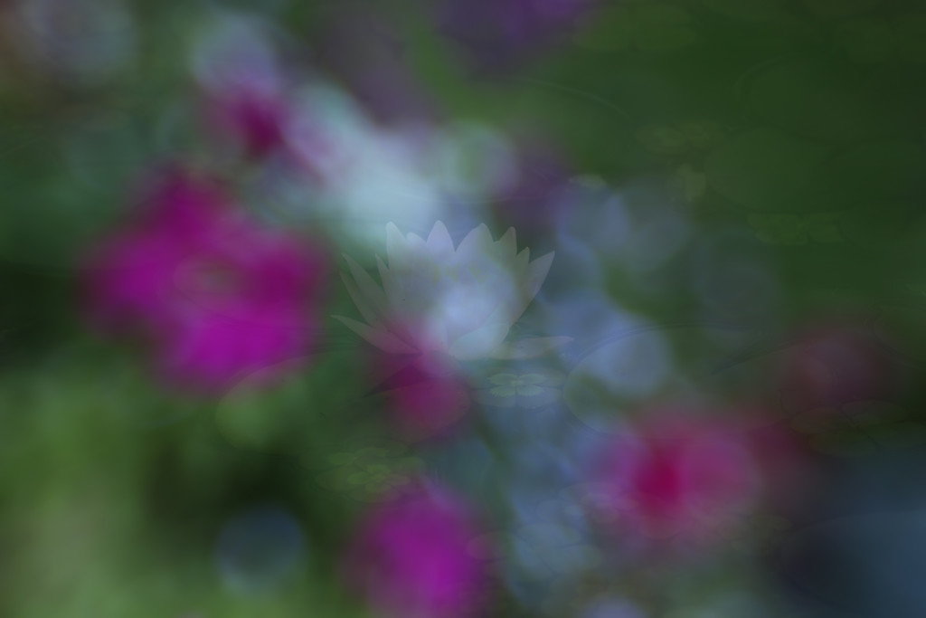 Lily Bokeh by nanderson