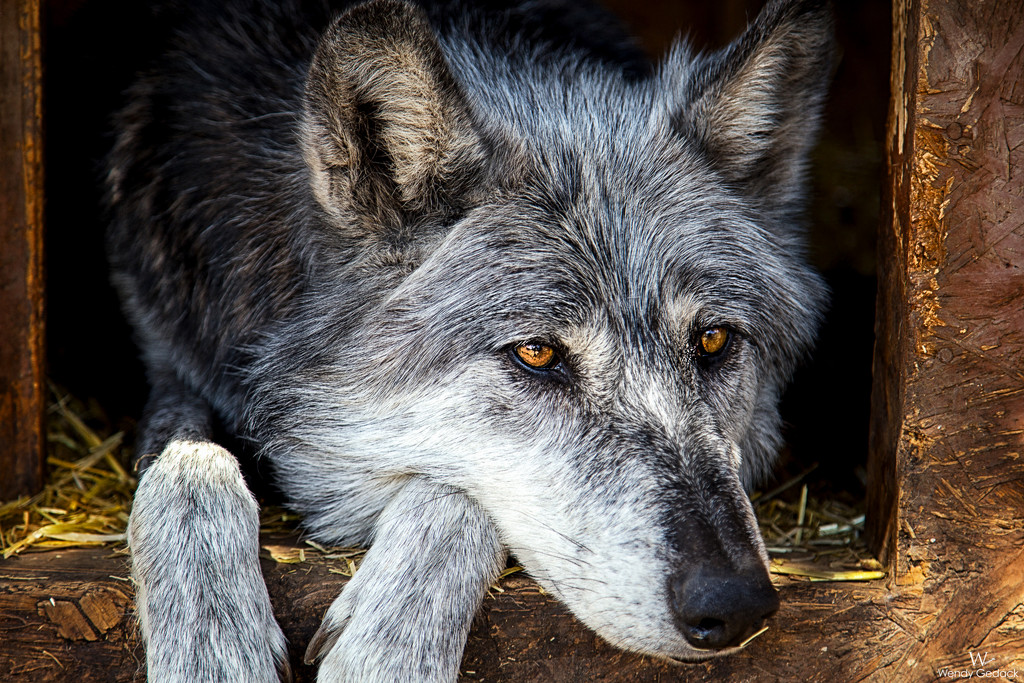 The Grey Wolf by exposure4u