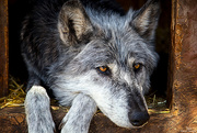 14th Sep 2014 - The Grey Wolf