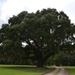 Live oak, Santee Coastal Reserve Wildlife Management Area, South Carolina by congaree